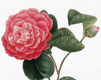 Vector PNG JPG Collage Craft Scrapbook Art Prints Botanical Print SVG Files for Cricut Flower Clipart Camellia Digital Download