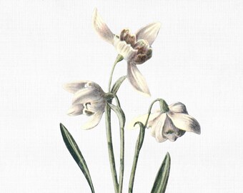 Free Free 135 Snowdrop Svg SVG PNG EPS DXF File