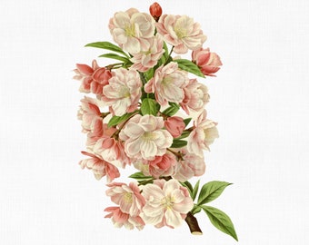 Clipart "Apple Blossom"  Digital Download SVG PNG JPG Files  Floral Botanical Illustration For Cricut Scrapbook Prints Collages Crafts