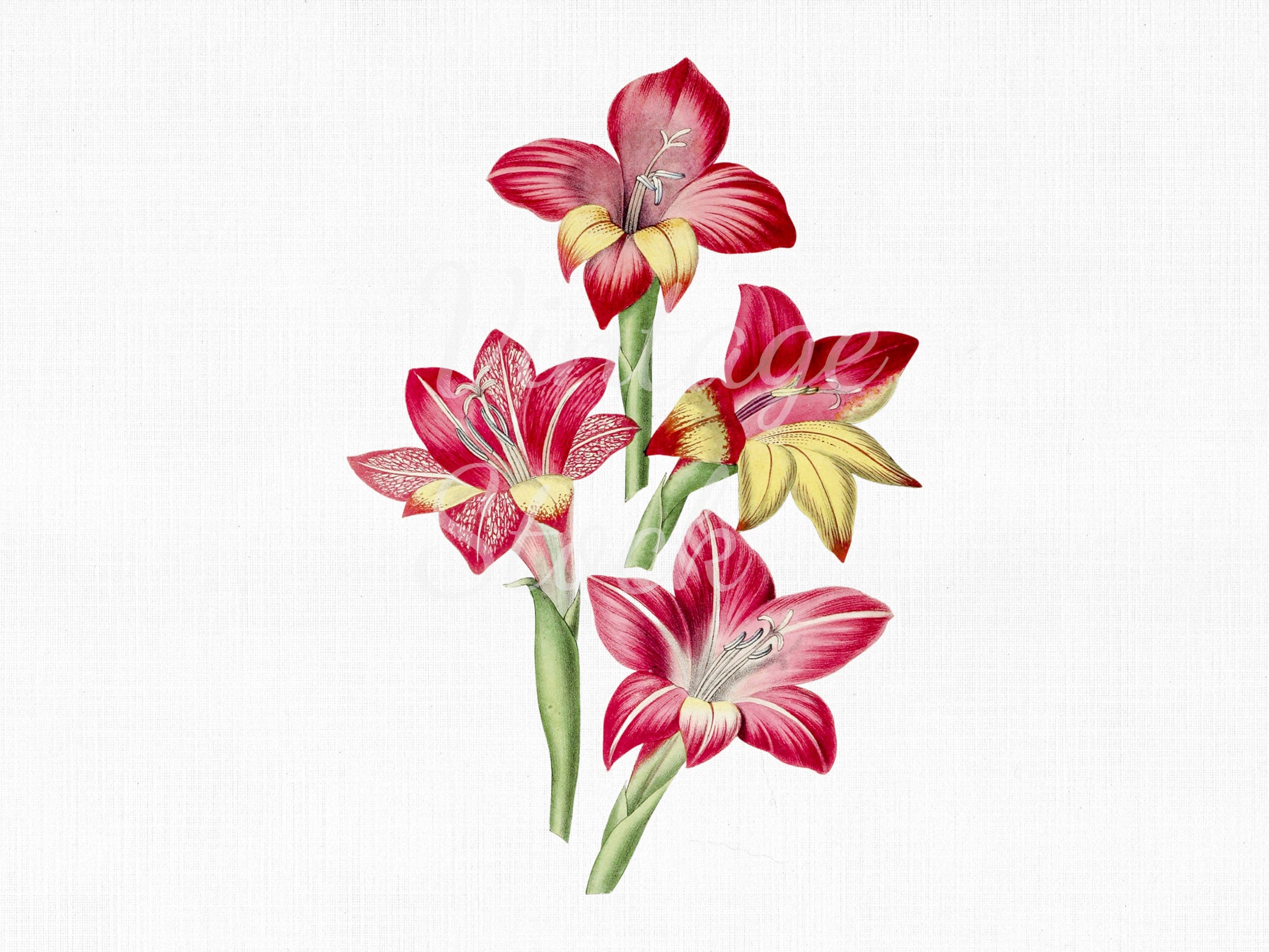 Flower Clipart Red Gladiolus Digital Download SVG | Etsy