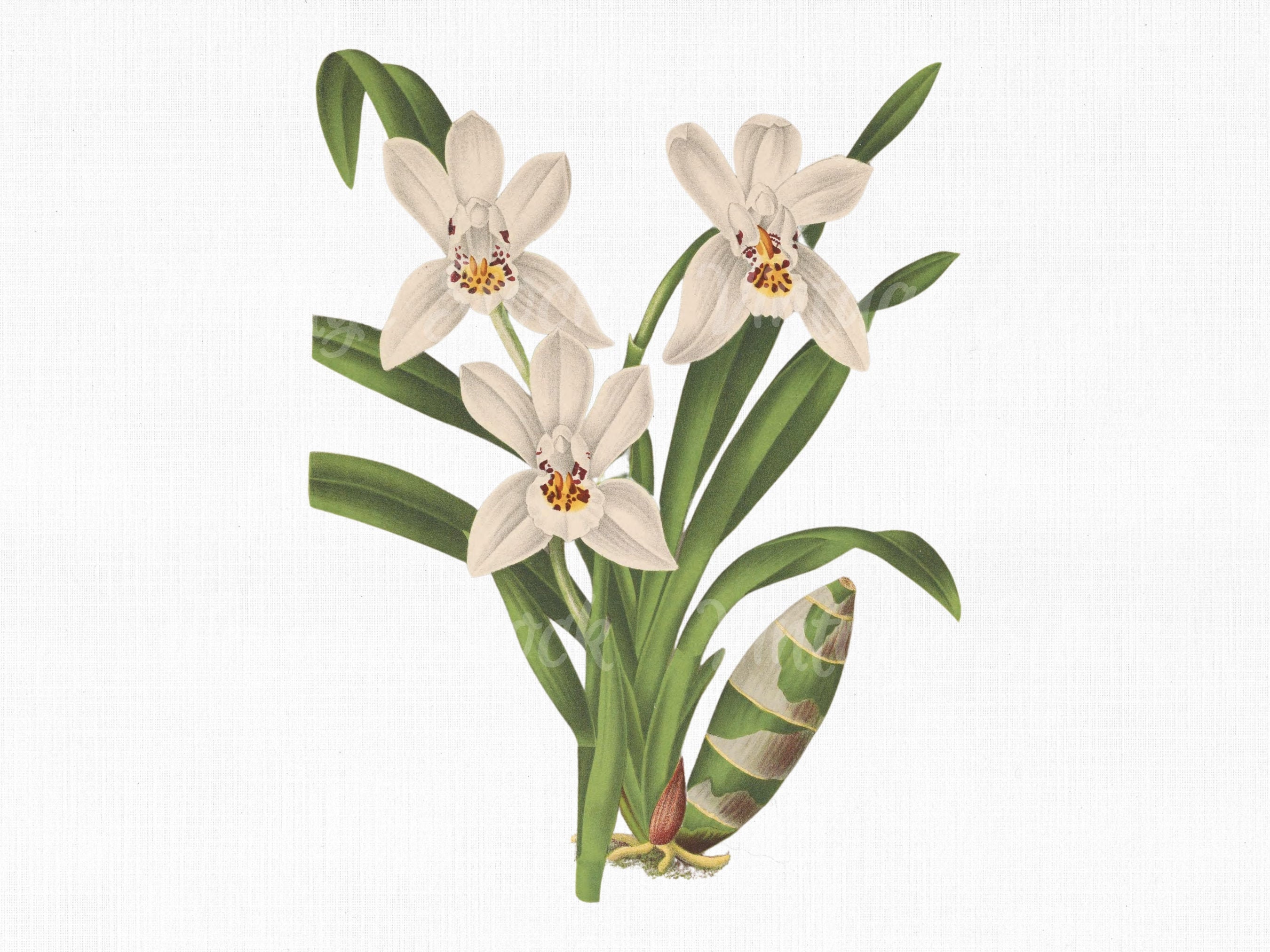 Flower Clipart White Orchid Digital Download SVG | Etsy