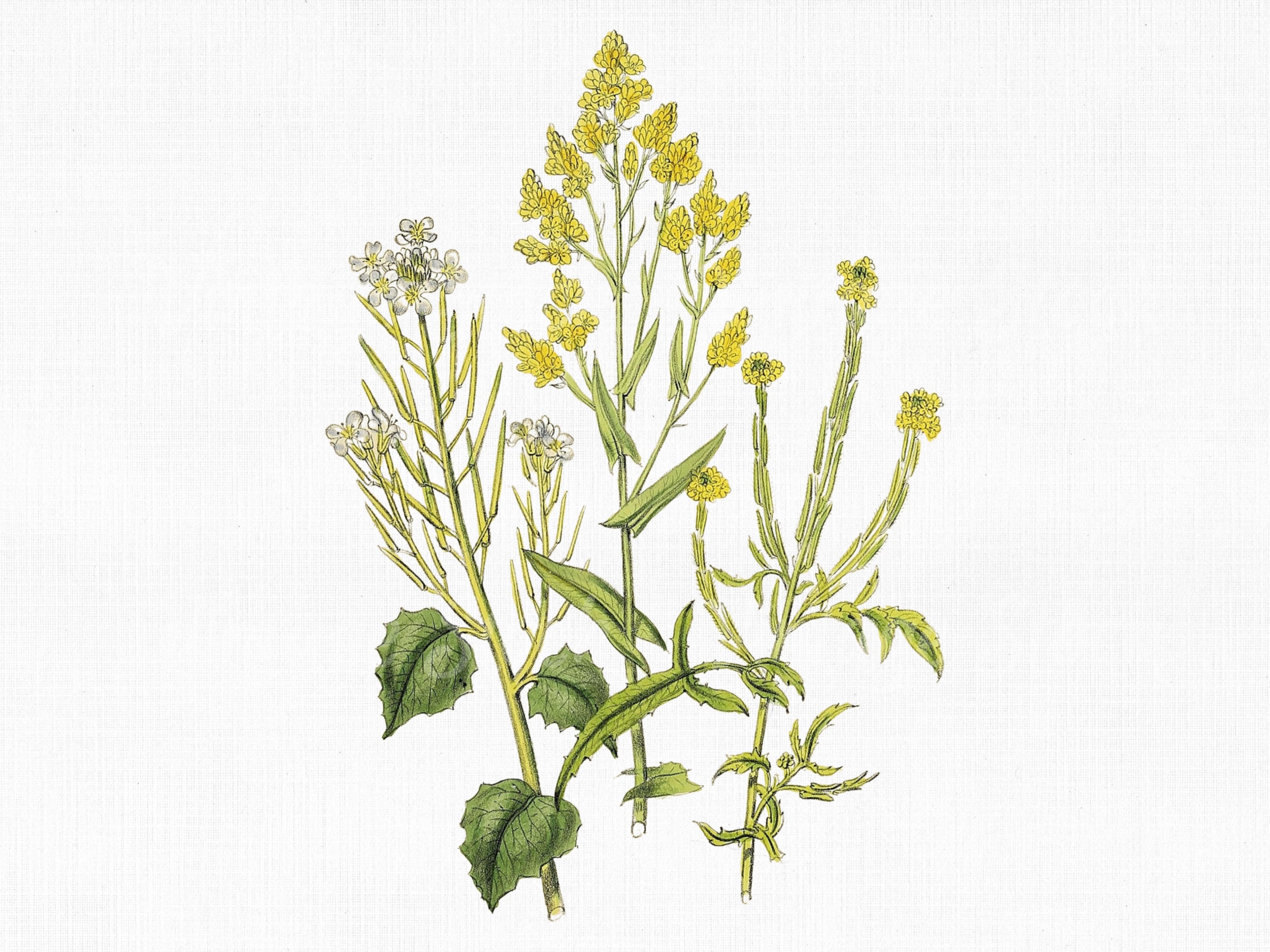 Image of Hedge mustard silhouette