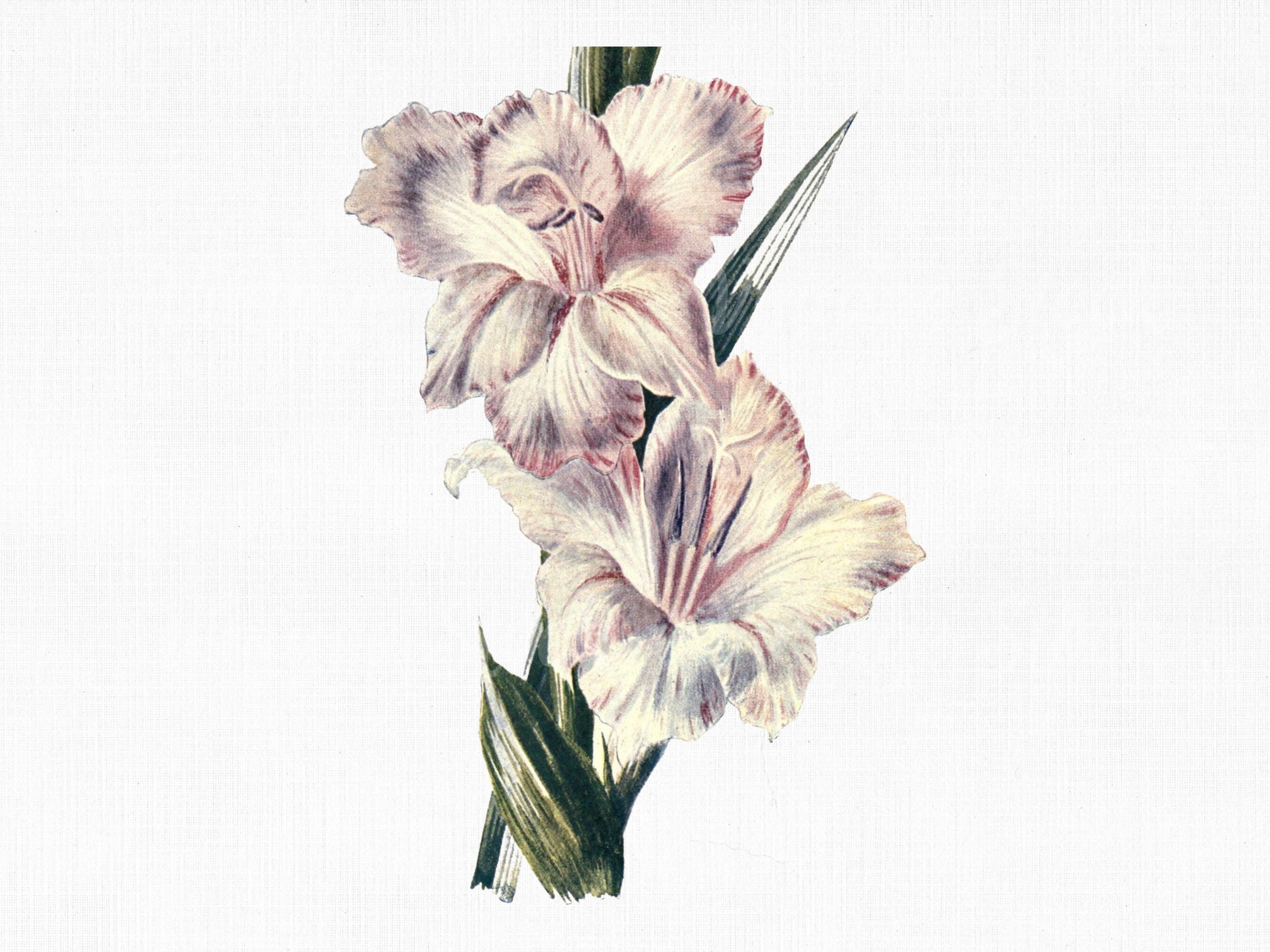 Botanical Collage - Etsy