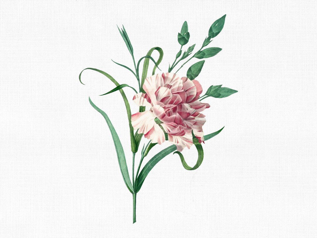 Flower Clipart carnation 1759 Digital Download, SVG Files for Cricut ...