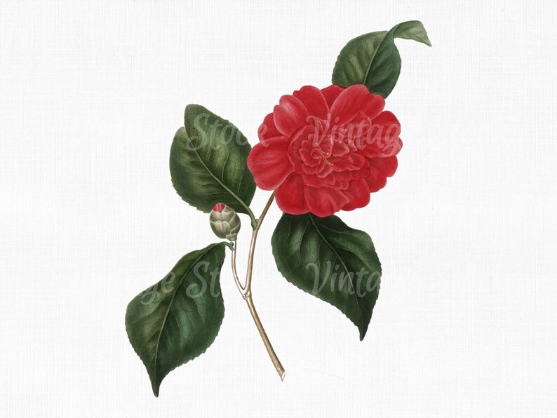 Vector PNG JPG Collage Craft Scrapbook Art Prints Botanical Print SVG Files for Cricut Flower Clipart Camellia Digital Download