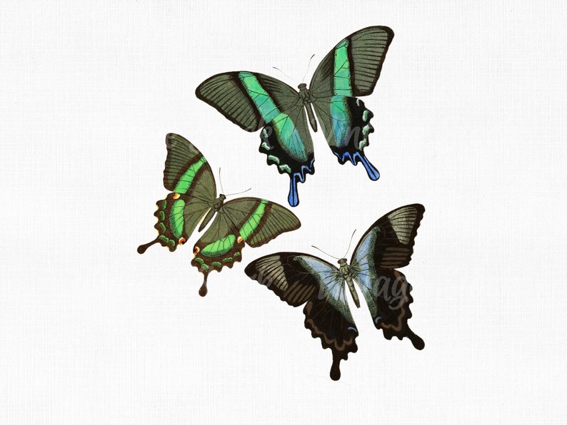 Vintage Clipart Scrapbook Art Prints Vector Butterfly Clipart Svg Files For Cricut Digital Download Jpg Wall Art For Collage Craft Png Clip Art Art Collectibles Delage Com Br