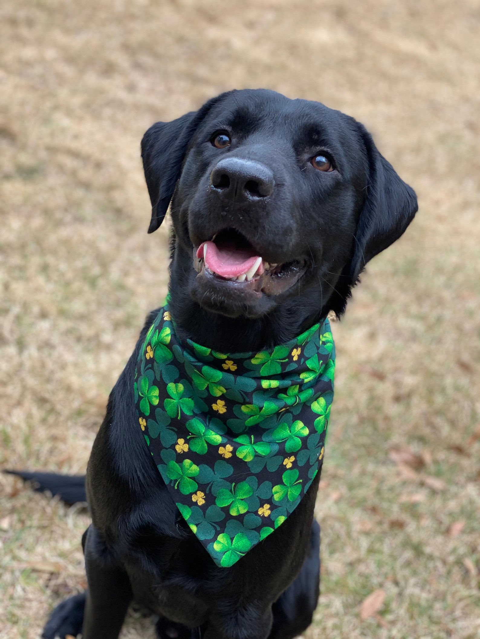 Dog bandana Black dog bandana Holiday bandana St. Patricks | Etsy