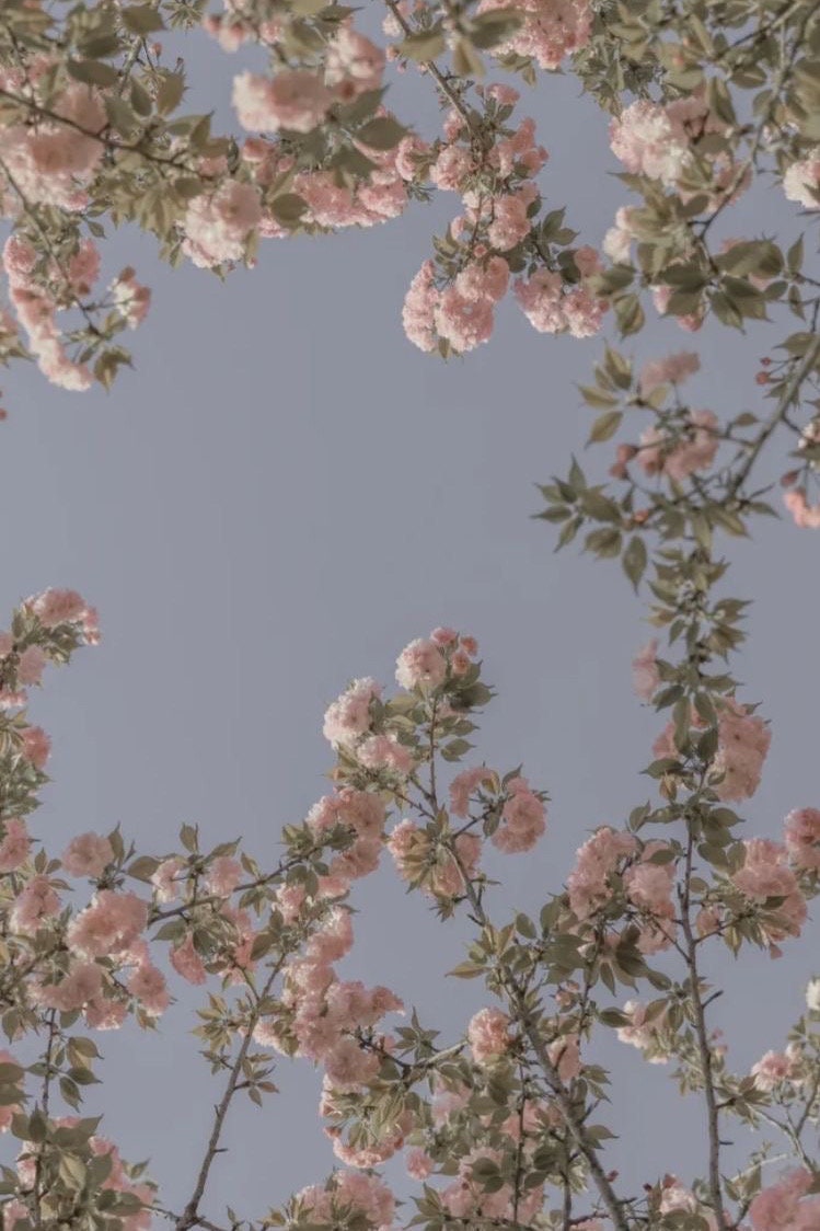 Coquette Aesthetic Posters Etsy UK