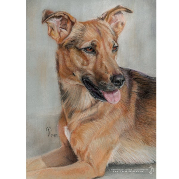 Portrait Auftrag / Hundezeichnung / Hundeportrait / Tierportrait / nach Fotovorlage / Tolle Geschenkidee / Dog Portrait / Hund malen lassen