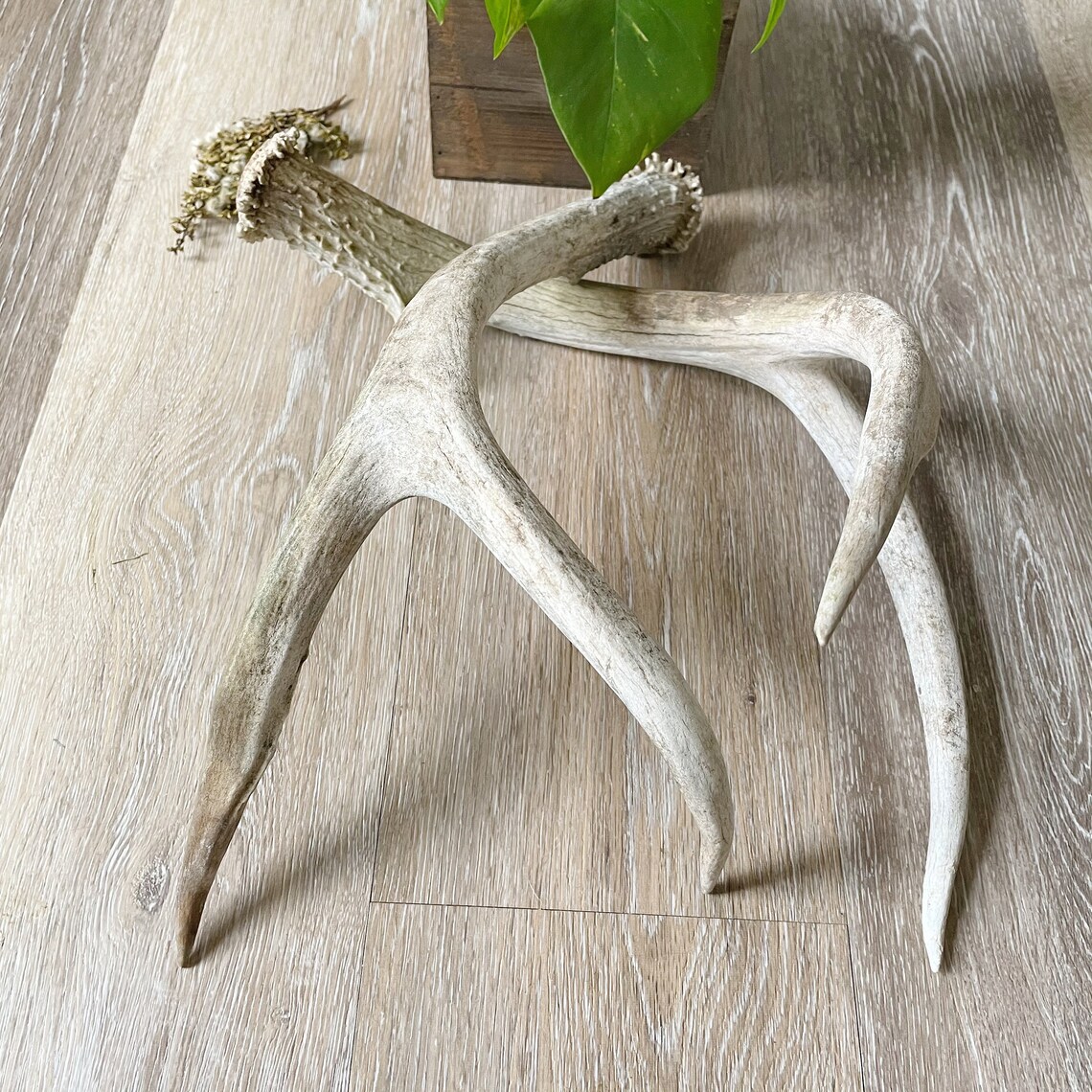 Naturally Weathered Deer Antlers / Home Decor / Art Supply Etsy