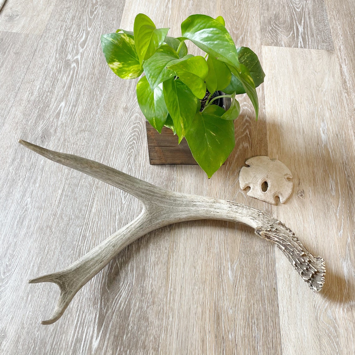 Large Brown Deer Antler / Home Decor Etsy