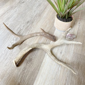 Deer Antler, Medium – High Fashion Home