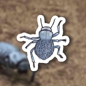 Blue Death Feigning Beetle Sticker