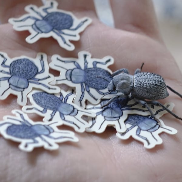 Blue Death Feigning Beetle Sticker