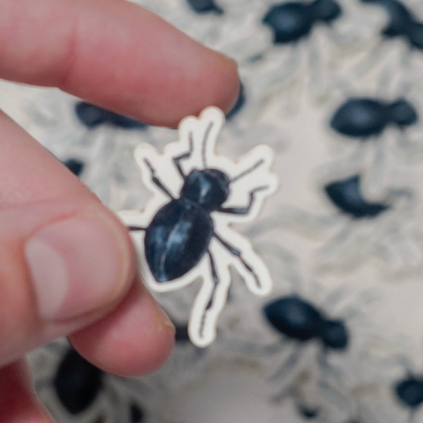 Smooth Death Feigning Beetle Sticker Original Art