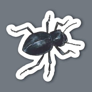 Smooth Death Feigning Beetle Sticker Original Art