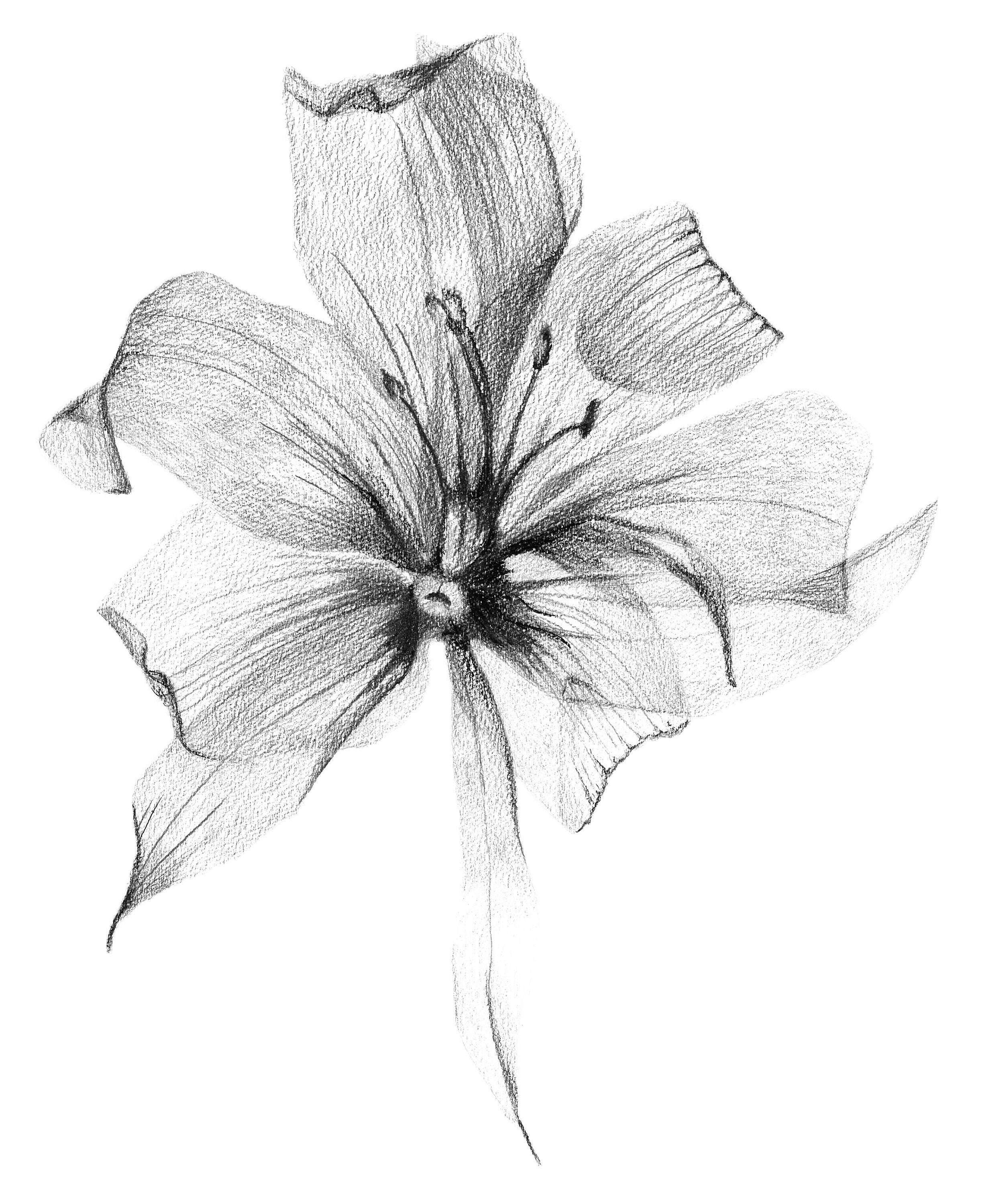 Lily Print schwarz und weiß Wandkunst Handzeichnung - Etsy.de