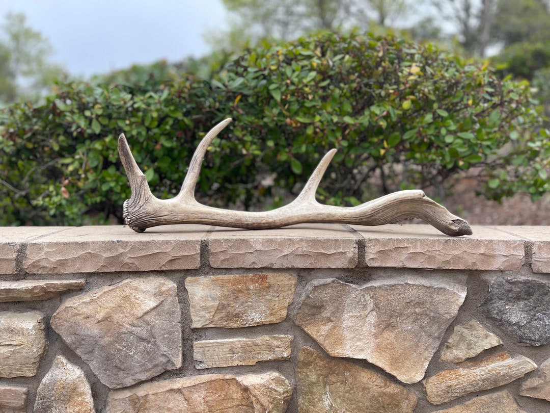 Tule Elk Shed / Elk Shed / Shed Antler / Natural Antler Etsy