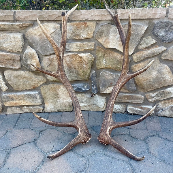 Elk Shed Antlers Etsy