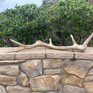 Tule Elk Antler / Elk Antler / Shed Antler / Natural Antler