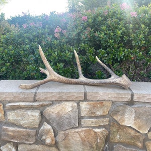Tule Elk Antler / Elk Antler / Shed Antler / Natural Antler