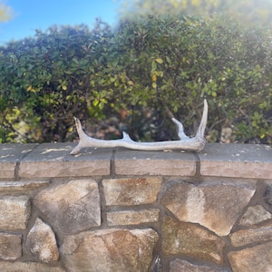 Tule Elk Antler / Elk Antler / Shed Antler / Natural Antler
