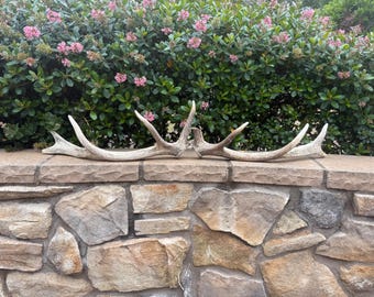 Tule Elk Antlers: 5-Point Shed Antler Set, Natural Decoration