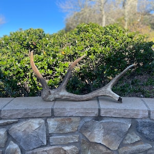 Tule Elk Antler / Elk Antler / Shed Antler / Natural Antler