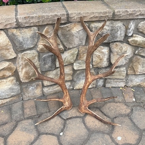 Match Set Tule Elk Antlers / Match Set Antlers / Shed Antlers / Natural Antlers