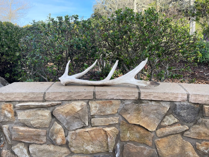 Tule Elk Shed / Elk Shed / Shed Antler / Natural. Antler Etsy