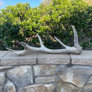 Tule Elk Antler / Elk Antler / Shed Antler / Natural Antler