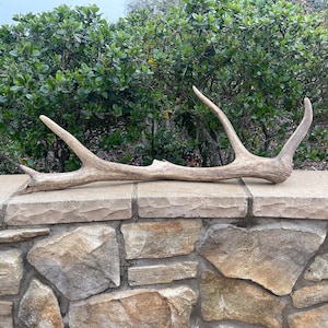 Tule Elk Antler / Elk Antler / Shed Antler / Natural Antler