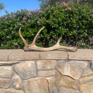 Tule Elk Antler / Elk Antler / Shed Antler / Natural Antler