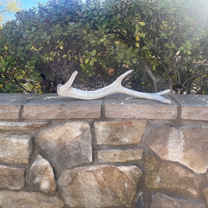 Tule Elk Antler / Tule Elk Shed / Shed Antler / Natural Antler