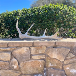 Tule Elk Antler / Elk Antler / Shed Antler / Natural Antler