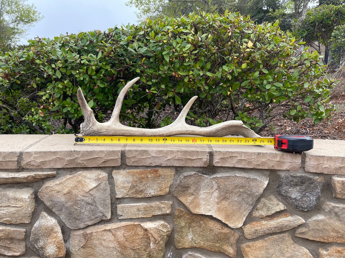 Tule Elk Shed / Elk Shed / Shed Antler / Natural Antler Etsy