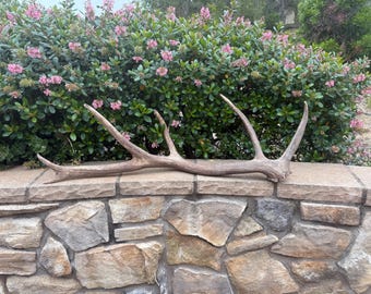 Tule Elk Antler: Natural Shed 6-Point Antler (38.5" Long)