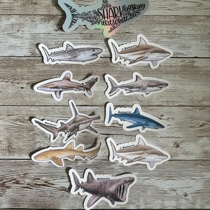 Shark Pack - 10 Waterproof Vinyl Stickers Die-Cut, Realism Style