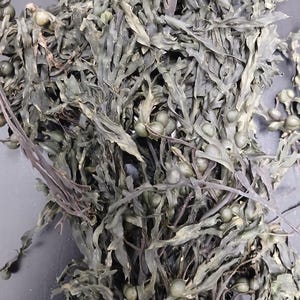 Bladderwrack (Fucus vesiculosus, Ireland), Whole leaf, Wildcrafted.