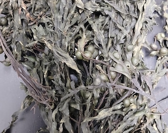 Bladderwrack (Fucus vesiculosus, Ireland), 1oz Whole leaf, Wildcrafted.