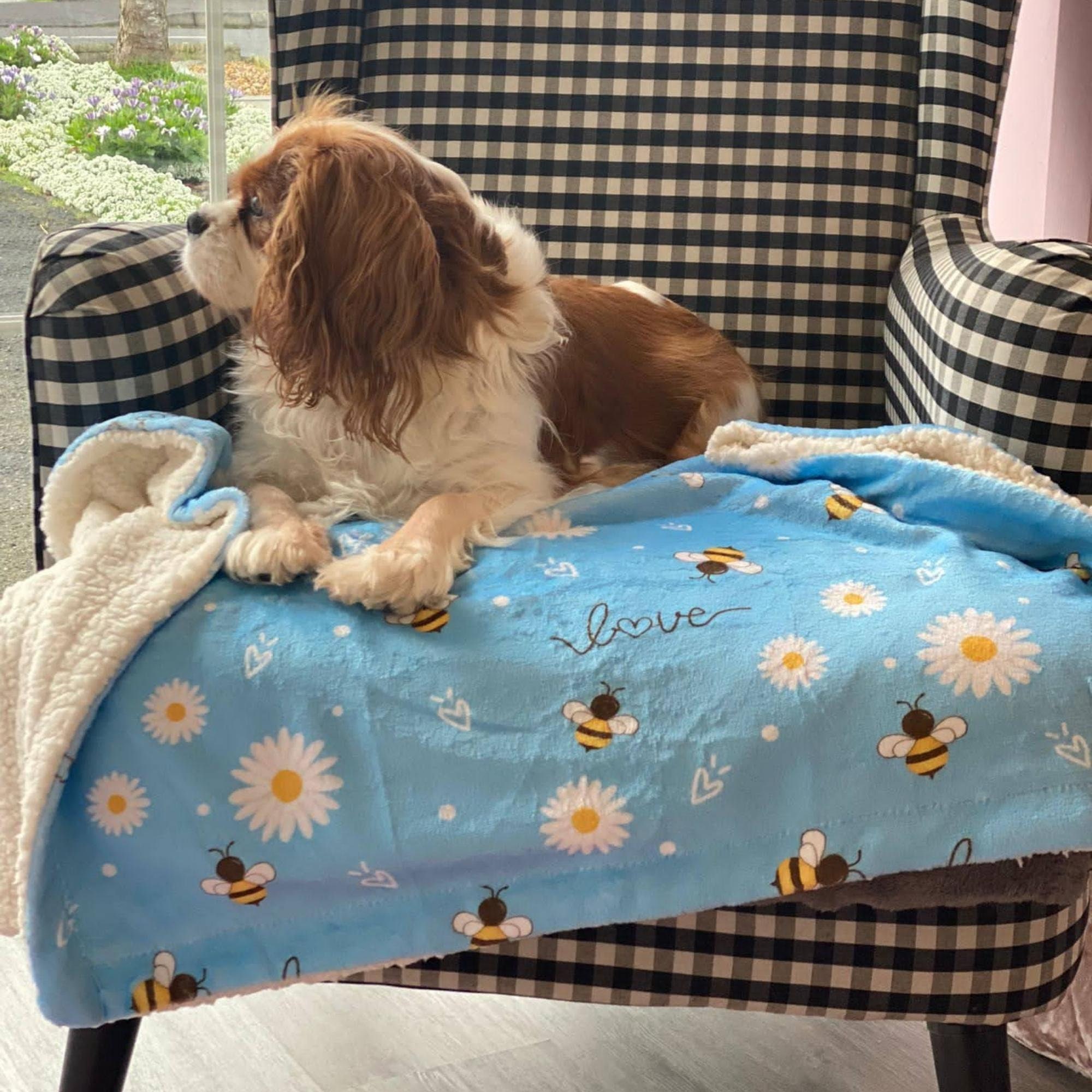 Do Dogs Like Having Blankets On Them