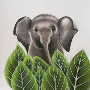 Flora and Fauna