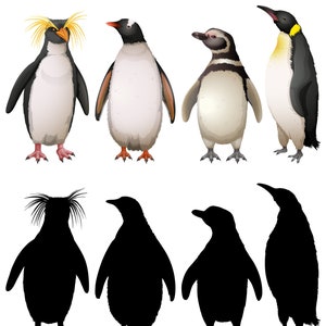 Pingüino Adelia Pingüino de penacho amarillo Pingüino papúa Pingüino de Humboldt Archivos SVG para Cricut Descarga digital Uso comercial jpg png eps ai