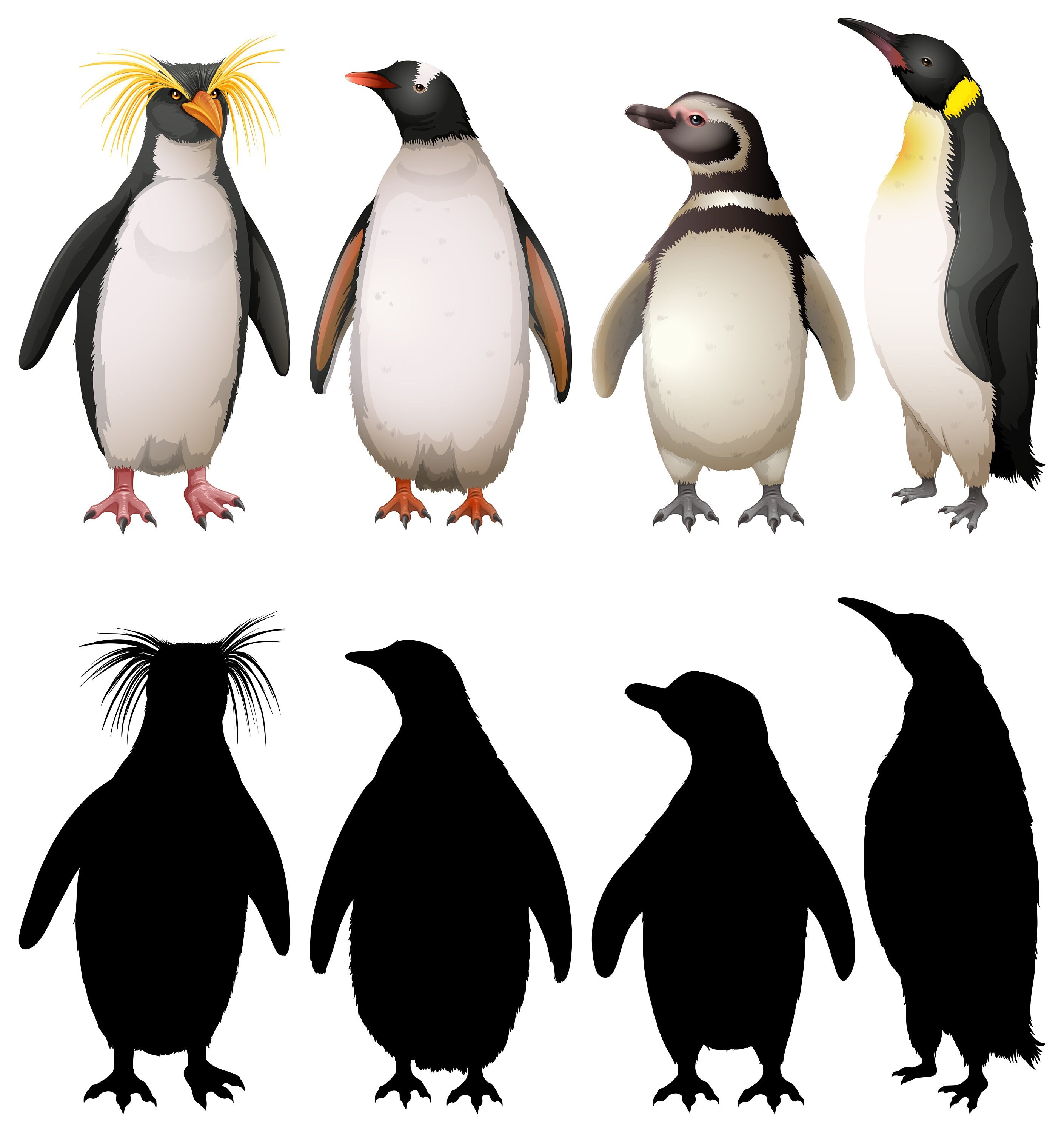 Adelie Penguin (Pygoscelis adeliae) - Joel Sartore