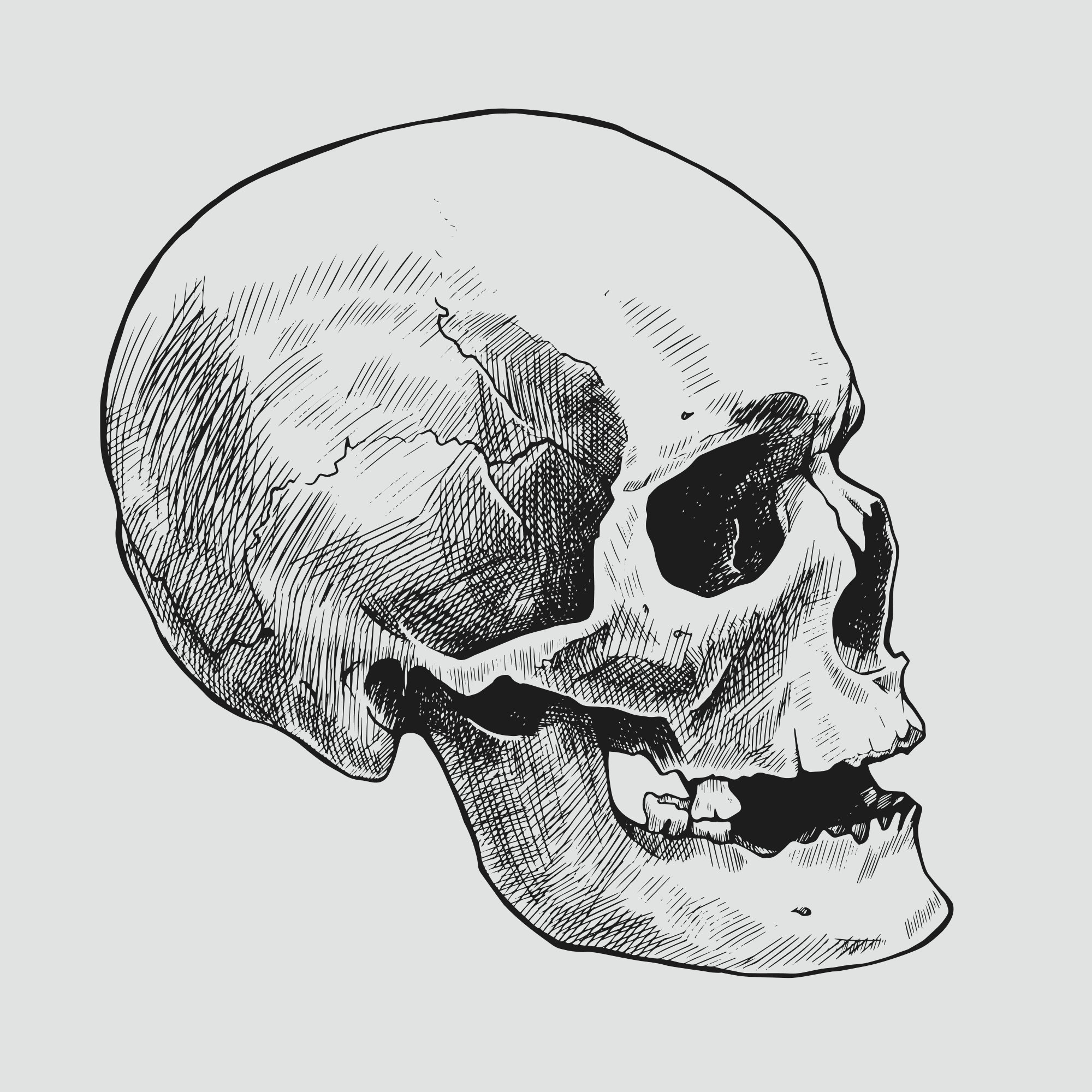Human skull hand drawn skulls sketch vintage death tattoo vector design  isolated skeleton skull sketch human bone  CanStock