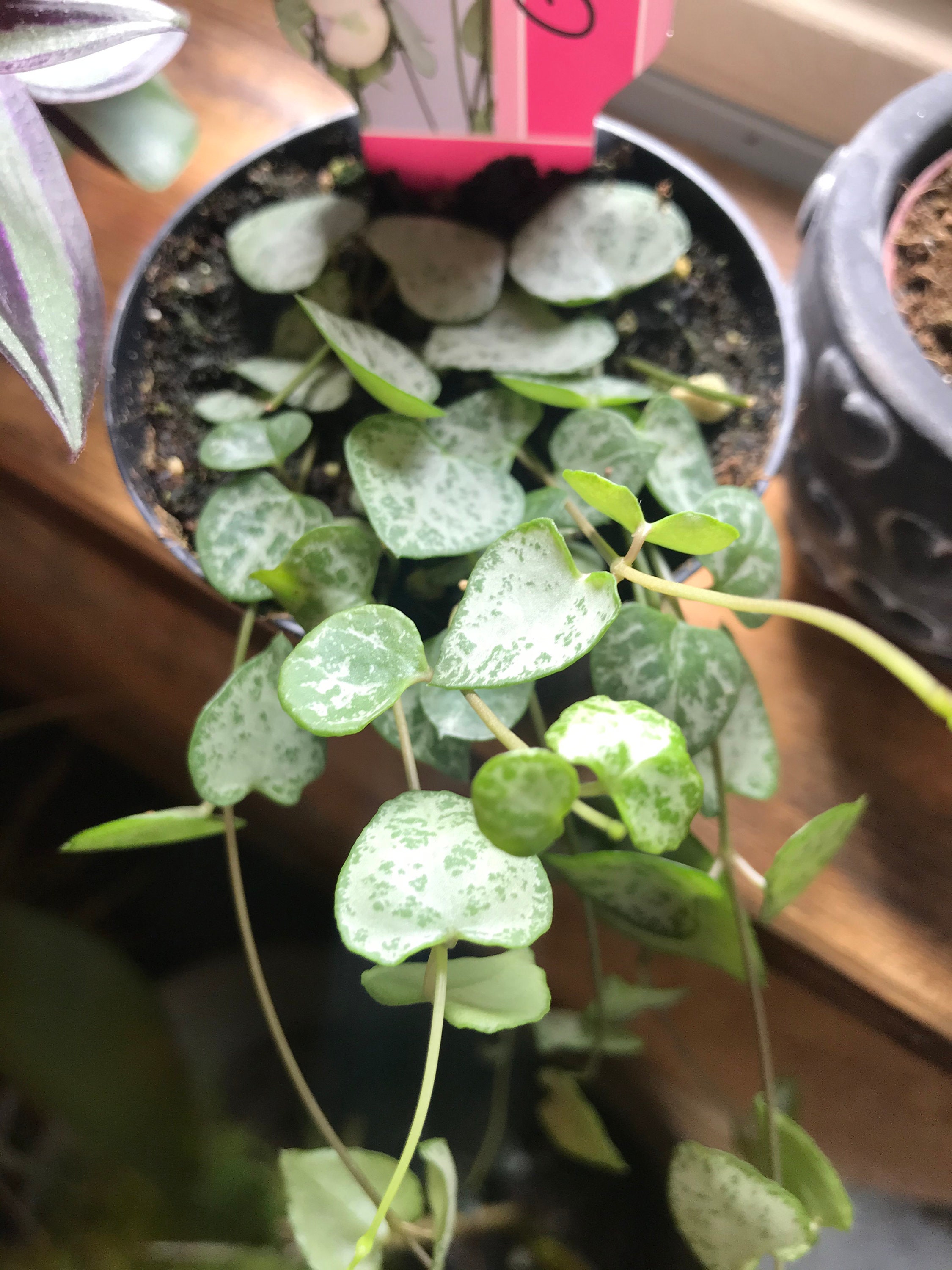 string of spades flowers string of spades flowers