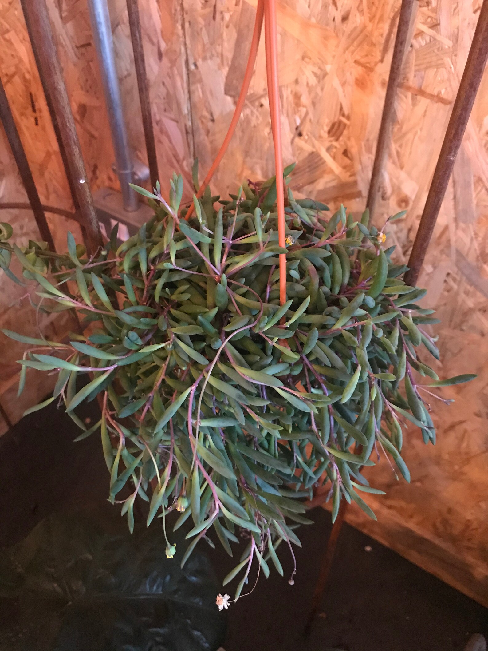 Purple String Of Bananas