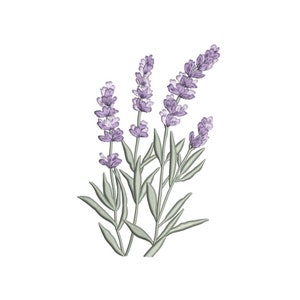 May include: A bouquet of lavender flowers with purple blooms and green stems.