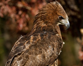 Red Tailed Hawk