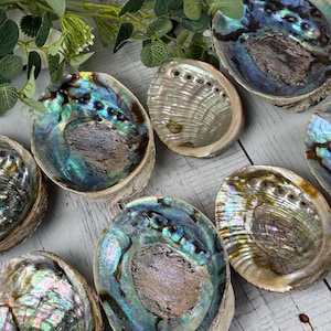 Iridescent Abalone Shell: Natural Smudging Bowl, Crystal Display, Boho Decor (4-6 inch
